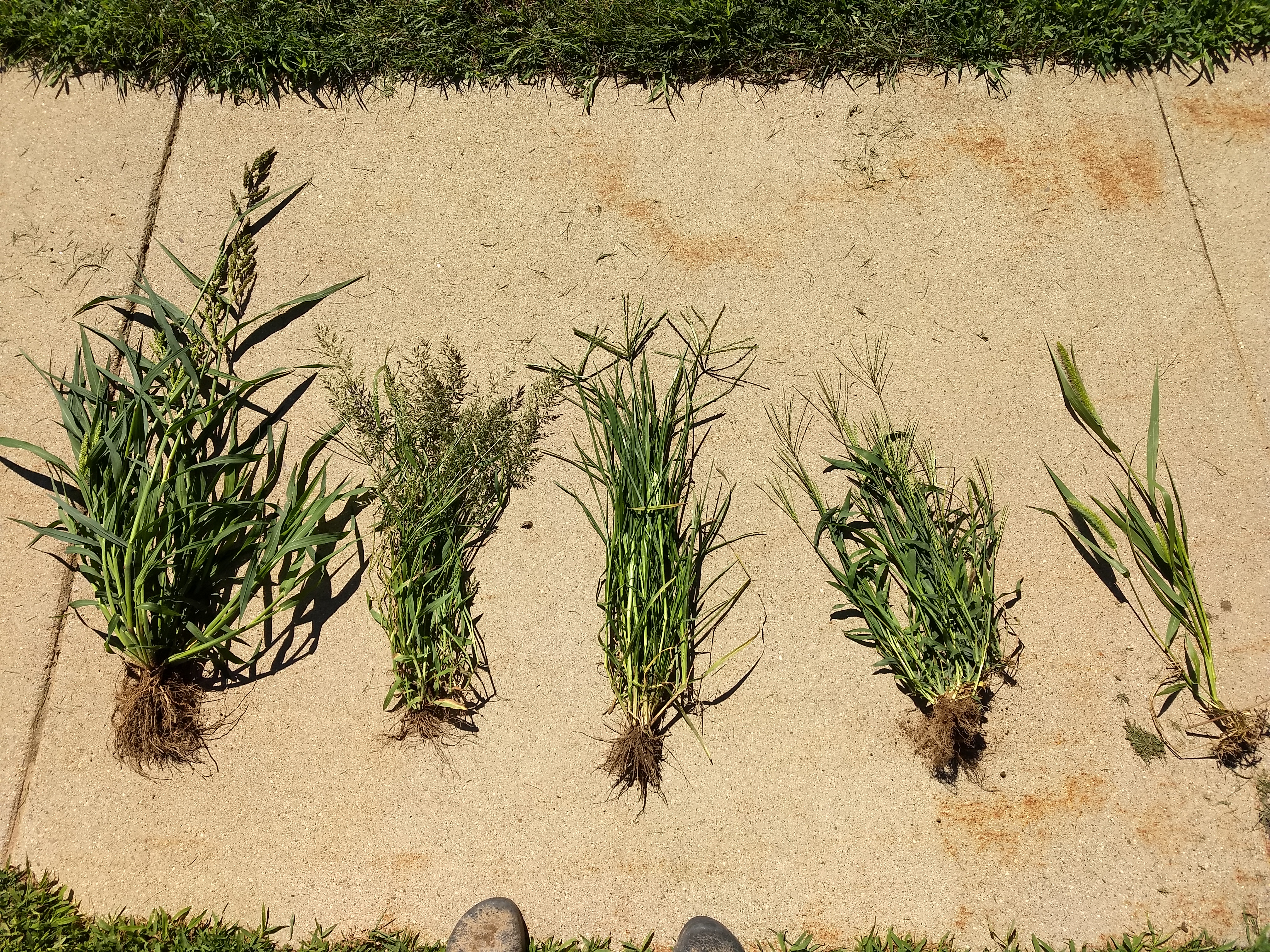 Weed samples laying on the ground.